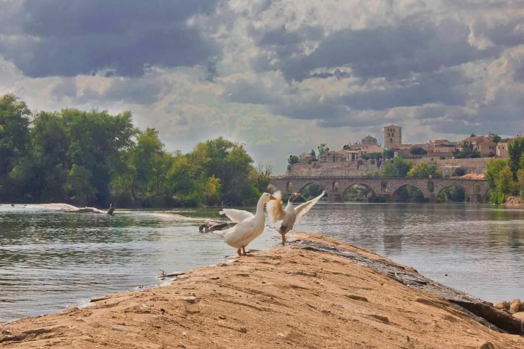 A Los Ojos Del Rio Duero Lejlighed Zamora Eksteriør billede